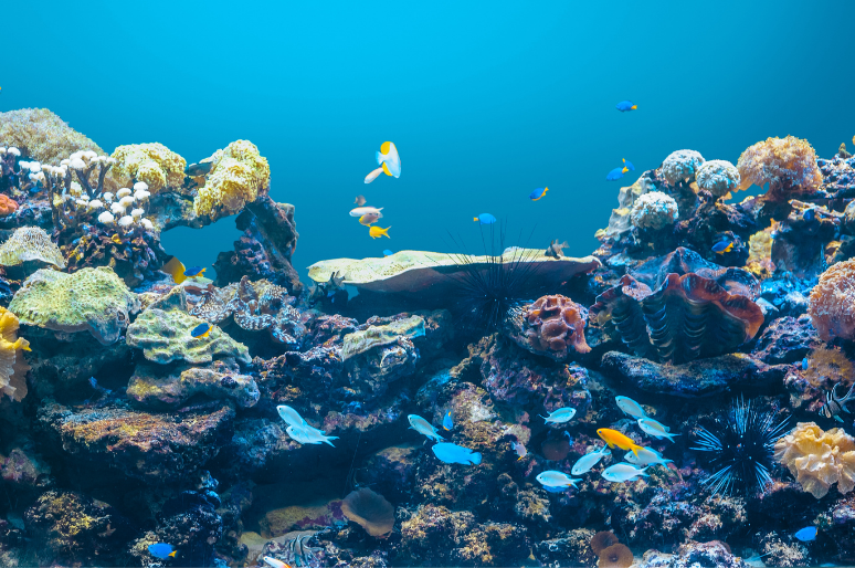 Jenis-Jenis Biota Laut Berbahaya yang Perlu Diwaspadai