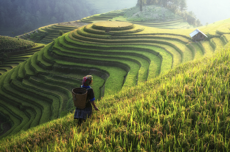 Apa Itu Sistem Subak di Bali? Konsep dan Perannya dalam Pertanian Berkelanjutan