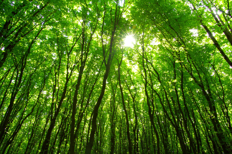 Berapa Luas Hutan yang Tersisa di Indonesia?