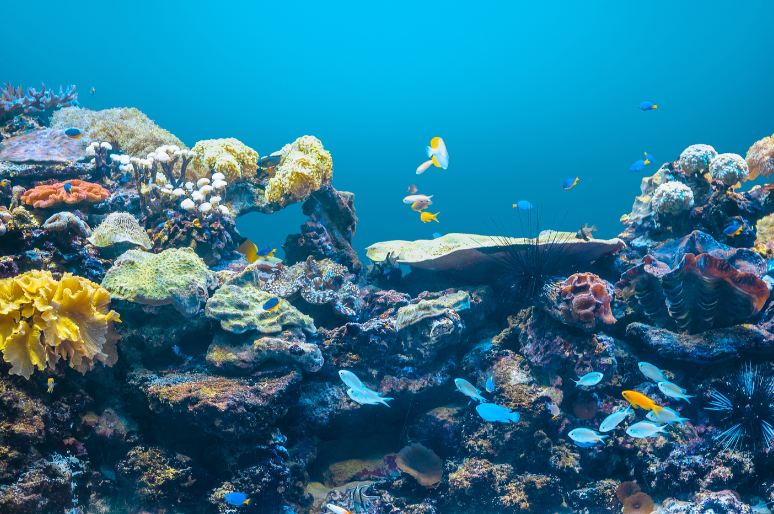 Karakteristik Biota Laut Dangkal dan Laut Dalam serta Tantangan Kelestariannya