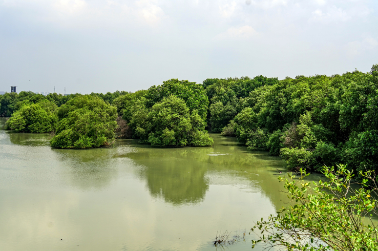 Fakta! Mangrove Simpan Karbon Lebih Besar Daripada Hutan Tropis